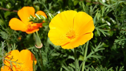 Orange yellow flower on the roadside growing wild in nature. Provides biodiversity and attracts insects and bees. A natural product that originates from seed and converts sunlight into photosynthesis