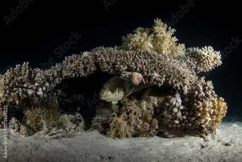 Giant moray hiding in the coral reef. Gymnothorax javanicus during dive in Egypt. Fish who look like snake. Marine life in Red sea. Huge gymnothorax nudivomer between coral garden. photo