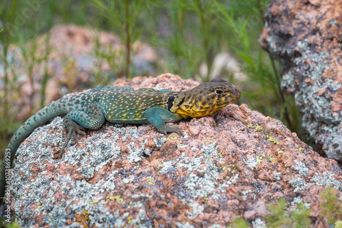 Lizzard on a roock in the desert