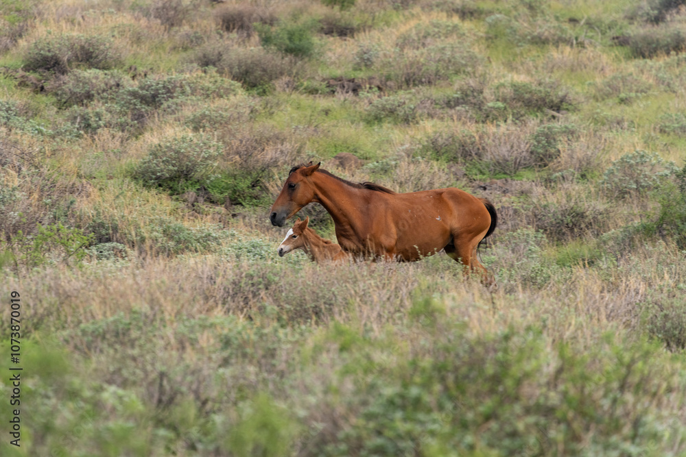 Salt River wild horses in Arizona Salt River wild horses in Arizona