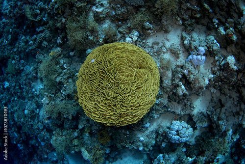 Photography Turbinaria mesenterina coral in Egypt shallow sea