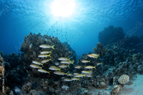 Yellowfin goatfish are swiming above  the coral reef. School of  mulloidichthys vanicolensis during dive in Egypt. Shoal of yellow goatfish with the sun. Marine life in Red sea.  photo