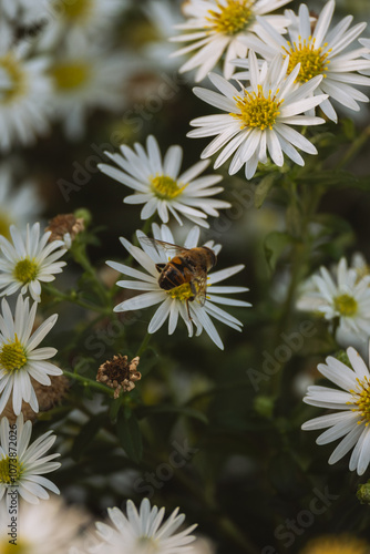 White daisies, with a bee perched on one blossom.