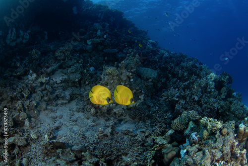 School of butterflyfish in Egypt. Blue cheeked butterflyfish near the bottom. Flat yellow fish on the coral reef. Marine life in Red sea. photo