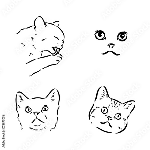 Sketch of an american shorthair american shorthair cat vector