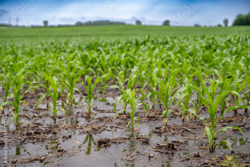 Foto Row crop corn field with puddles of standing water from flooding conditions
