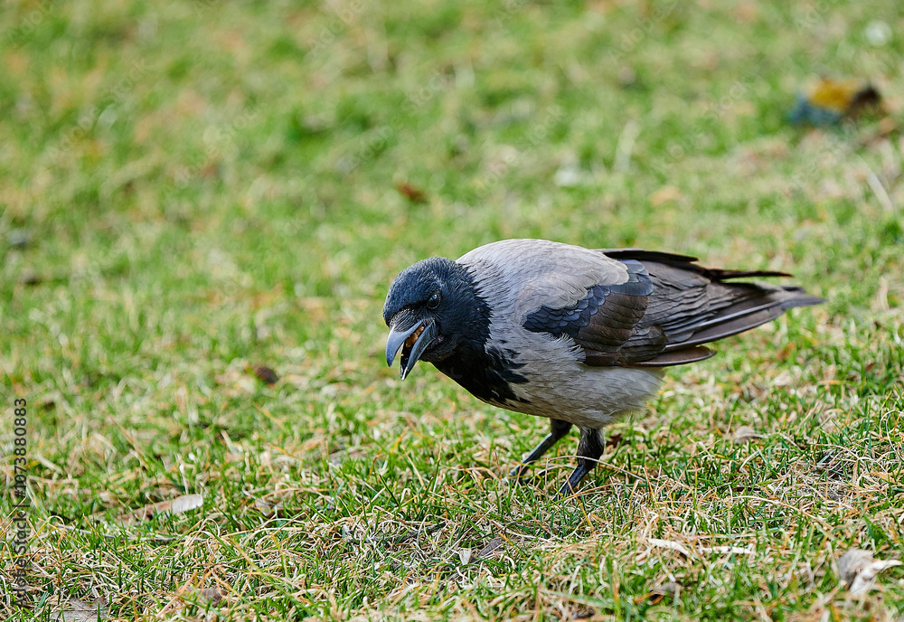 Obraz premium bird on the grass