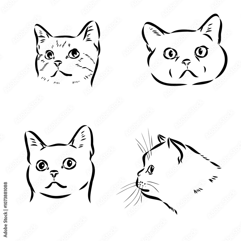 Sketch of an american shorthair american shorthair cat vector Sketch of an american shorthair american shorthair cat vector