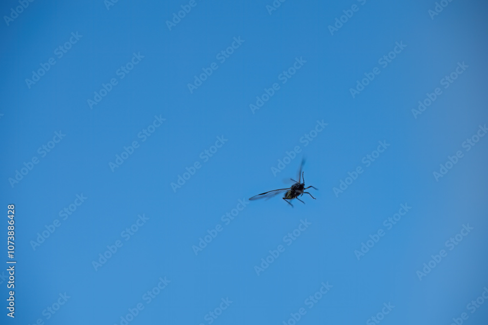 Flying insect against a clear blue sky
Flying insect against a clear blue sky