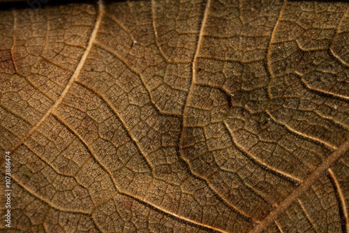 Macro of Dry Leaf Veins and Texture
 photo