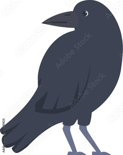 Raven bird standing and looking back over its shoulder
