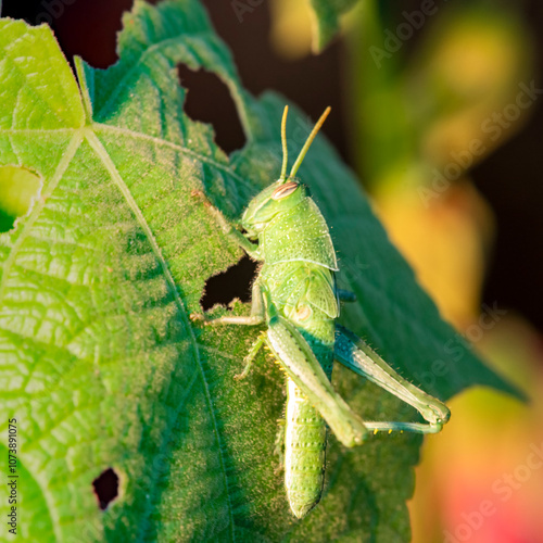 Green grasshopper eating a leaf