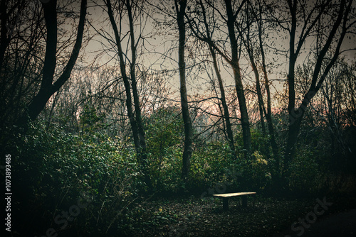 abstract bench surround by trees and autumn leaves forest bathing nature background photo