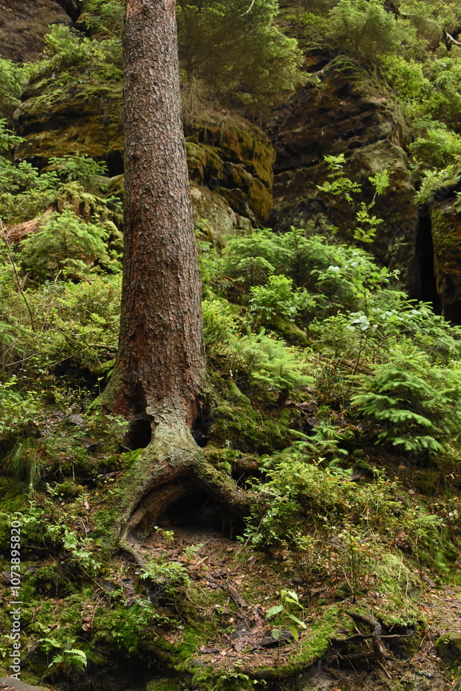 Obraz premium moss covered tree