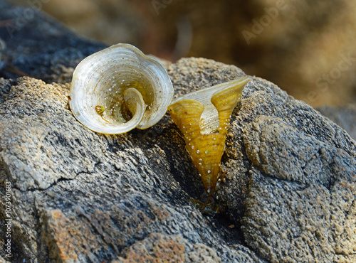 Algae Peacock tail (Padina pavonica)