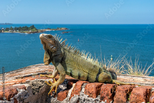 Iguanas on the wall of El Morro in Old San Juan Puerto RIco 