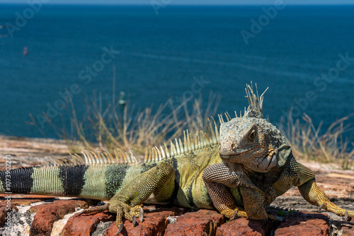 Iguanas on the wall of El Morro in Old San Juan Puerto RIco  photo