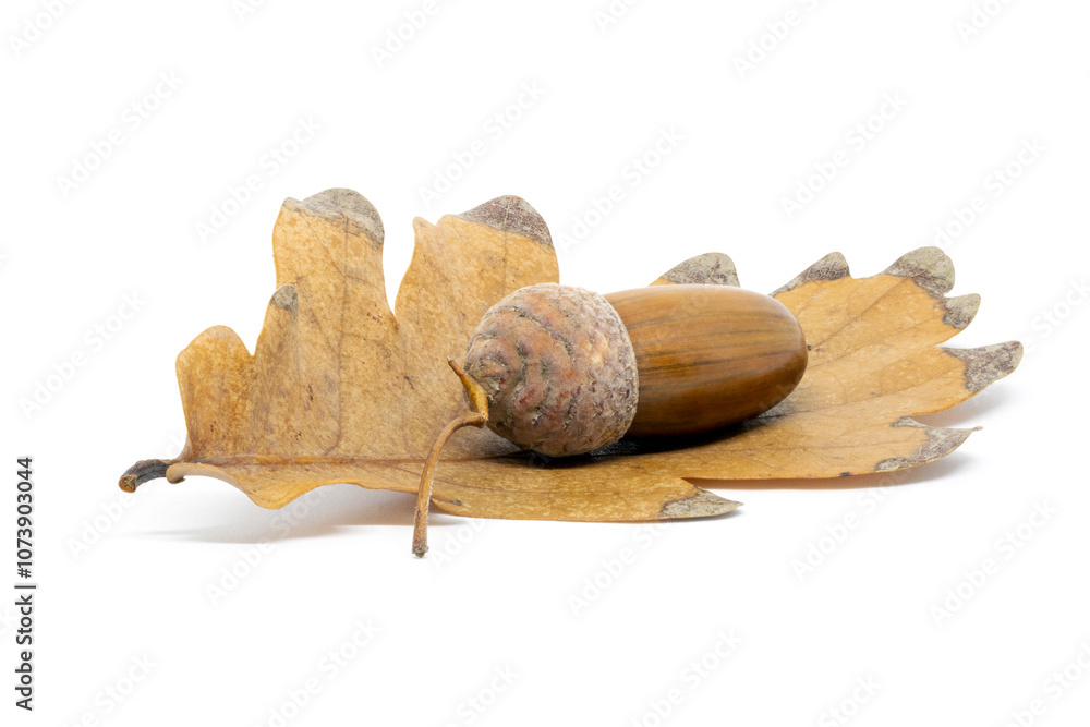Acorn on an Oak Leaf on a White Background