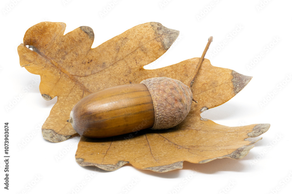 Acorn on an Oak Leaf on a White Background