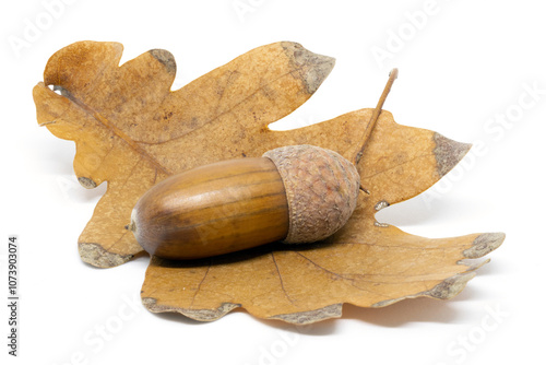 Acorn on an Oak Leaf on a White Background