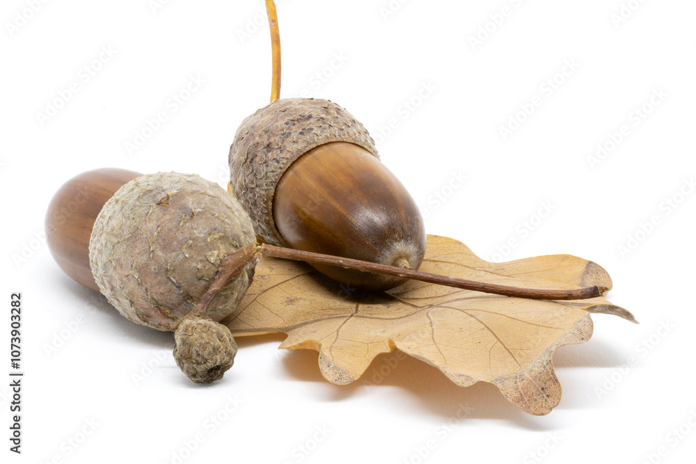 A Few Acorns on an Oak Leaf on a White Background