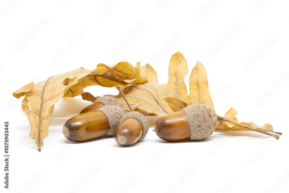 A Few Acorns Against a Background of Oak Leaves
