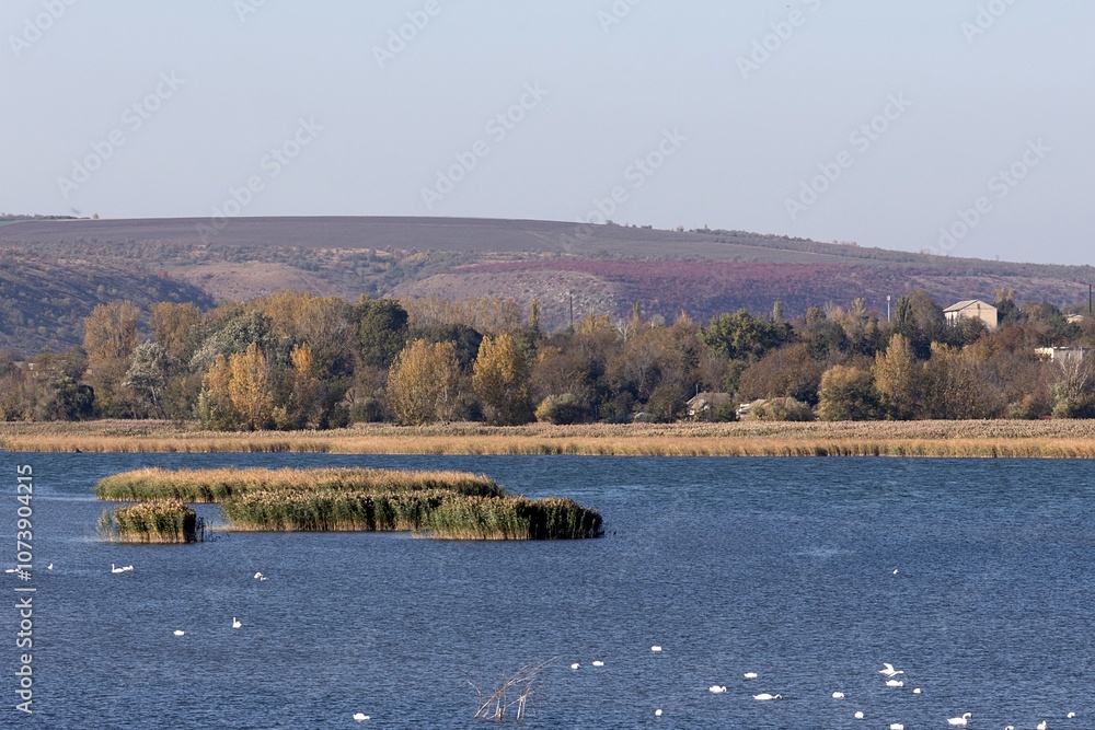 Autumn. The Mouth of the Dniester River. Boat and Wild Swans