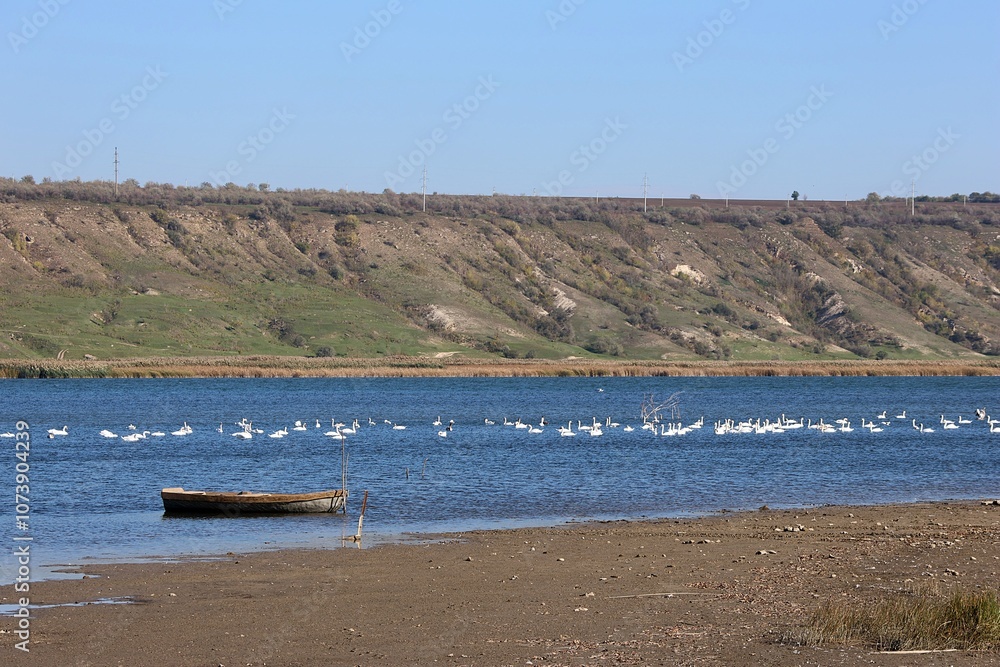 Autumn. The Mouth of the Dniester River. Boat and Wild Swans