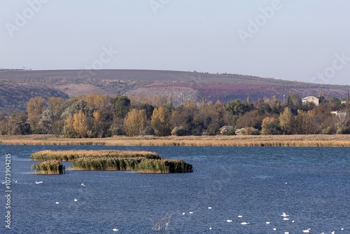 Obraz na płótnie Autumn. The Mouth of the Dniester River. Boat and Wild Swans w salonie
