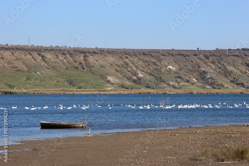 Obraz na płótnie Autumn. The Mouth of the Dniester River. Boat and Wild Swans w salonie