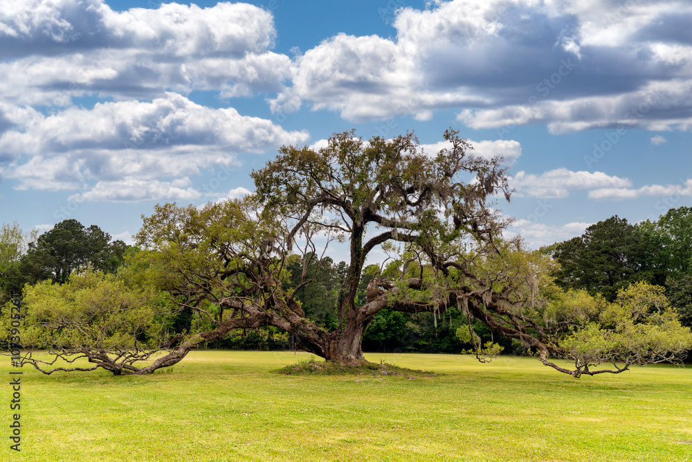 Live Oak in Charleston South Carolina Live Oak in Charleston South Carolina
