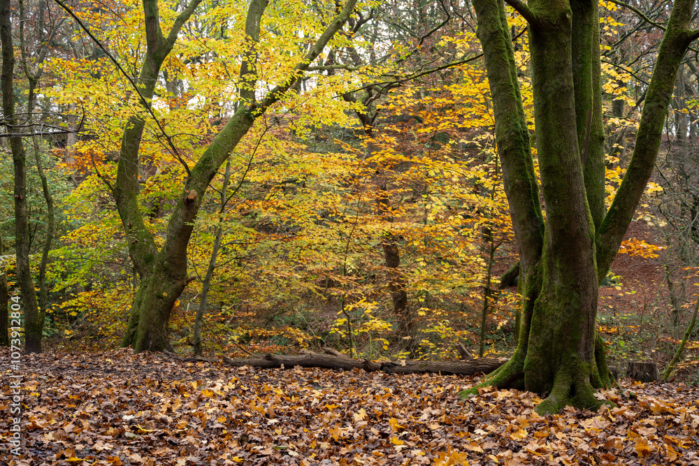 Borsdane Woods, on the border of Hindley, Wigan, and Westhoughton, Bolton, in autumn. Borsdane Woods, on the border of Hindley, Wigan, and Westhoughton, Bolton, in autumn.