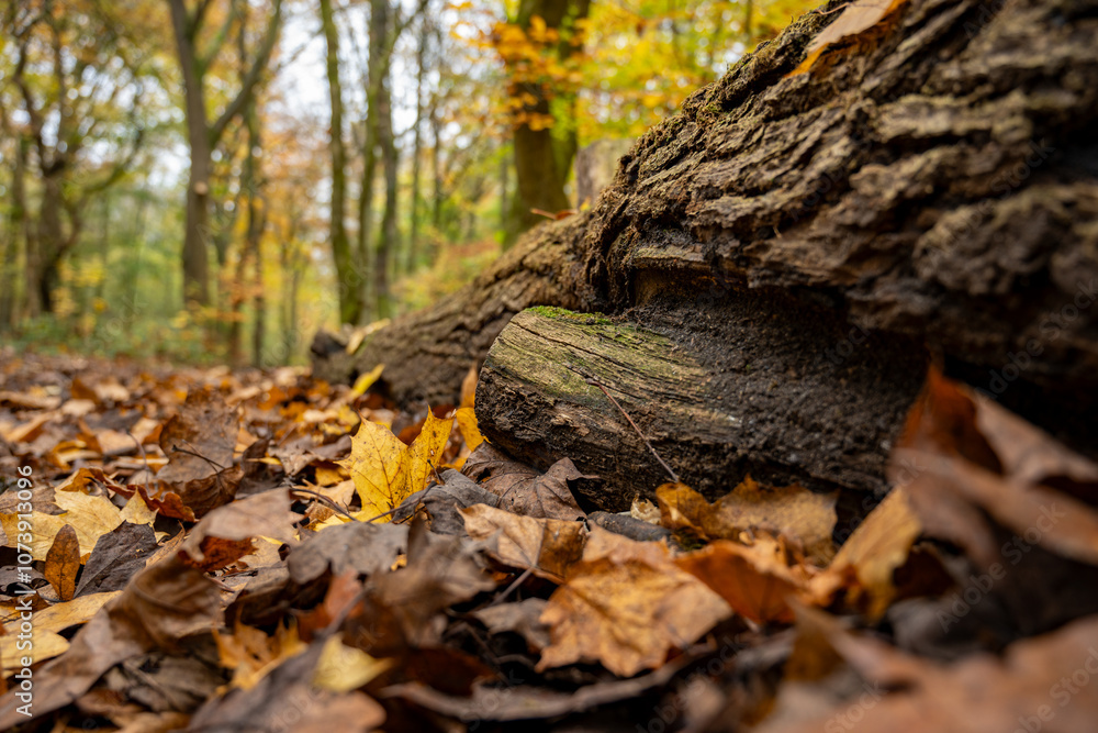Borsdane Woods, on the border of Hindley, Wigan, and Westhoughton, Bolton, in autumn. Borsdane Woods, on the border of Hindley, Wigan, and Westhoughton, Bolton, in autumn.