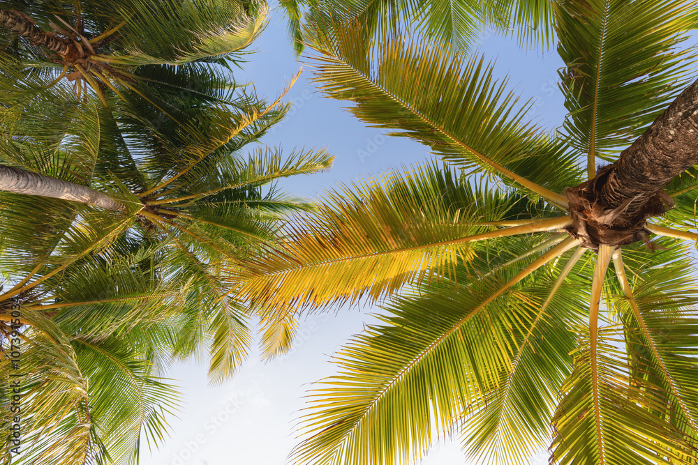 Fototapeta premium View through palm crowns, emphasizing the trees' height and green foliage. The blue sky adds brightness to the photo