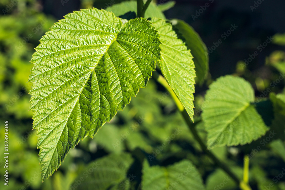 A beautiful background of green leaves from a raspberry bush A beautiful background of green leaves from a raspberry bush
