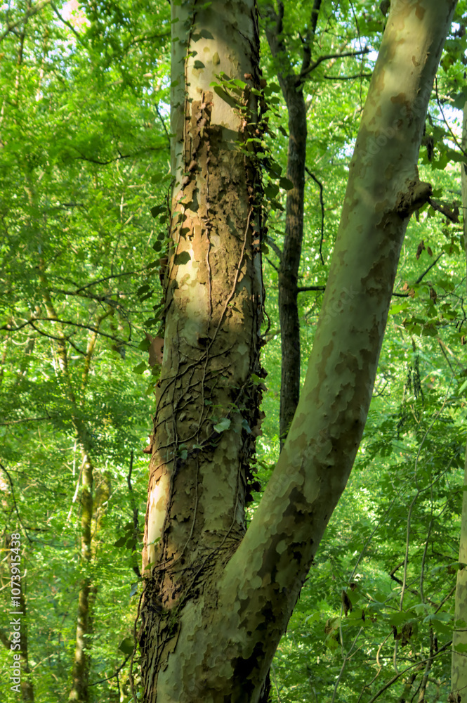 Fototapeta premium sunlit tree