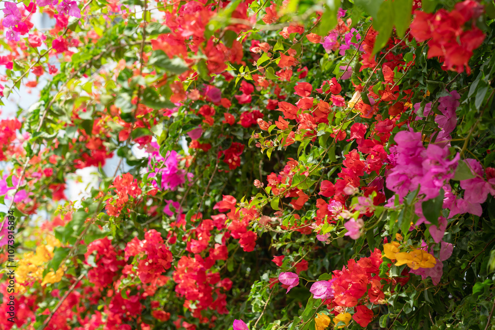 Colorful bougainvillea flowers and green foliage create a tropical garden vibe Colorful bougainvillea flowers and green foliage create a tropical garden vibe