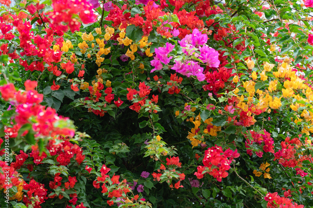 Lush bougainvillea flowers in vibrant shades of pink, red, and orange against green foliage Lush bougainvillea flowers in vibrant shades of pink, red, and orange against green foliage