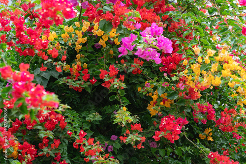 Wallpaper Mural Lush bougainvillea flowers in vibrant shades of pink, red, and orange against green foliage Torontodigital.ca