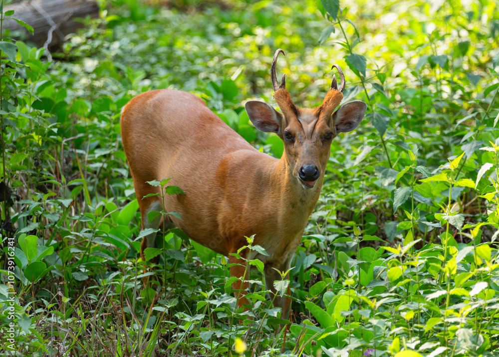 Muntjak or a barking deer in close-up among the greenery Muntjak or a barking deer in close-up among the greenery