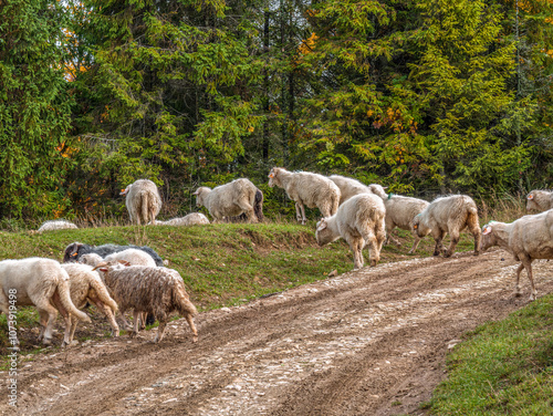 Flock of Sheep Grazing on Countryside Path Amidst Lush Forest photo