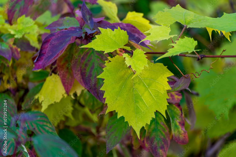 Wild Grapevine Growing Along The Fox River Trail In Fall Near De Pere, Wisconsin Wild Grapevine Growing Along The Fox River Trail In Fall Near De Pere, Wisconsin