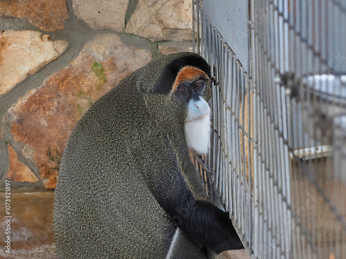 De Brazza's Monkey - side glance. Sometimes knows as Swamp Monkey, Central African regions. photo