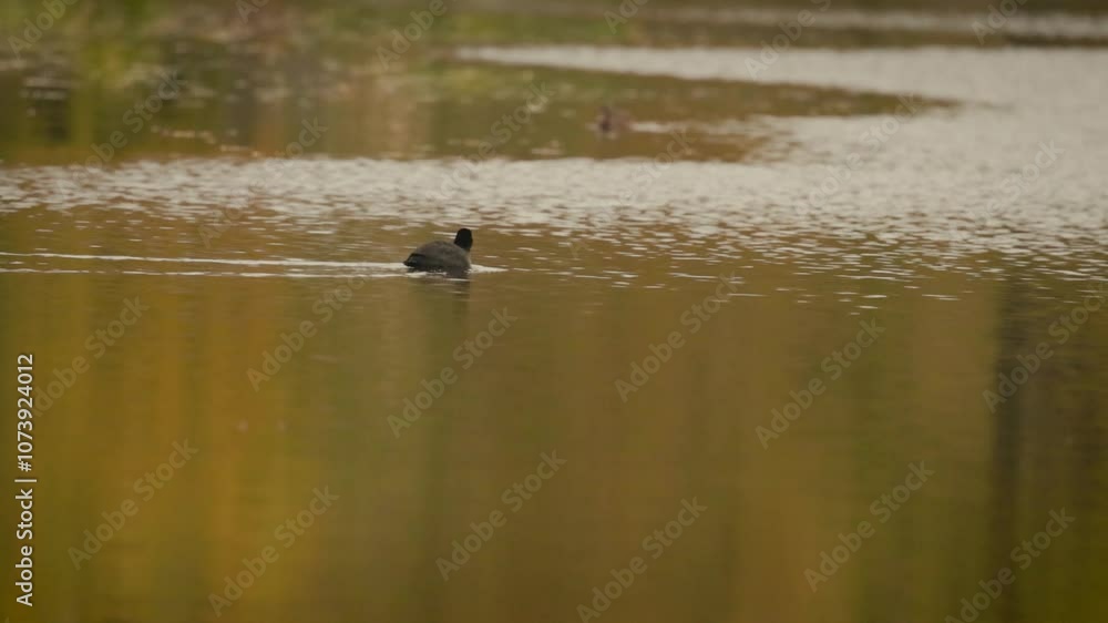 Moorhens and other birds on an autumn lake.