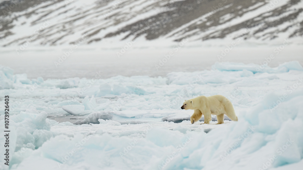 Polar bear (Ursus maritimus) on ice and snow, Svalbard, Norway