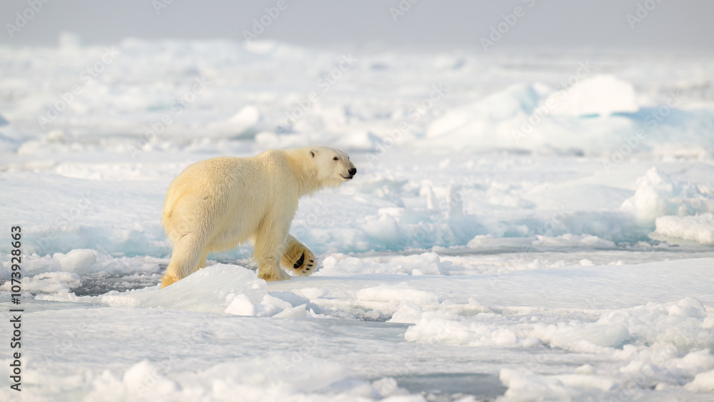 Polar bear (Ursus maritimus) on ice and snow, Svalbard, Norway Polar bear (Ursus maritimus) on ice and snow, Svalbard, Norway