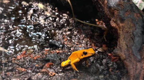 golden poison frog (Phyllobates terribilis), golden dart frog or golden poison arrow frog sitting in natural habitat on dark humid soil and moves his throat, endangered species, ease out motion