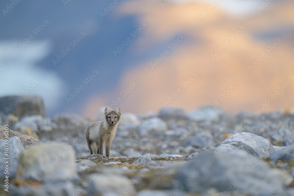 Arctic fox (Alopex lagopus) in rocky landscape, Svalbard