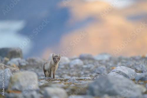Obraz na płótnie Arctic fox (Alopex lagopus) in rocky landscape, Svalbard w salonie