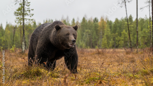 European brown bear (Ursus arctos) in autumn photo